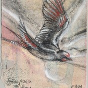 2010-1-9swallow