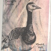 2010-3-9-barnacle-goose