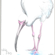 2010.3.29.White.Ibis