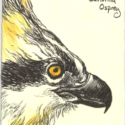 2010.3.31.California.Osprey