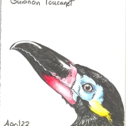 2010.4.22.Guianan.Toucanet