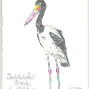 2010.4.29.Saddlebilled.Stork
