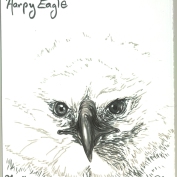 2010.5.11 Harpy Eagle