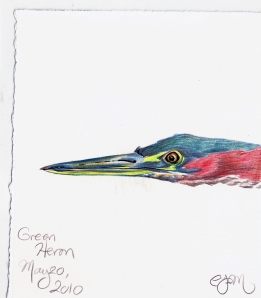 2010.5.20 Green Heron