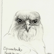 2010.9.22 Sparrowhawk