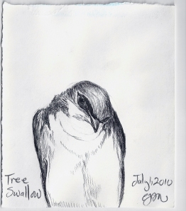 2010.7.1 Tree Swallow