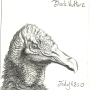 2010.7.18 Black Vulture