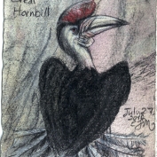 2010.7.27 Great Hornbill