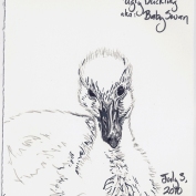 2010.7.3 Ugly Duckling AKA Baby Swan