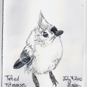 2010.7.7 Tufted Titmouse